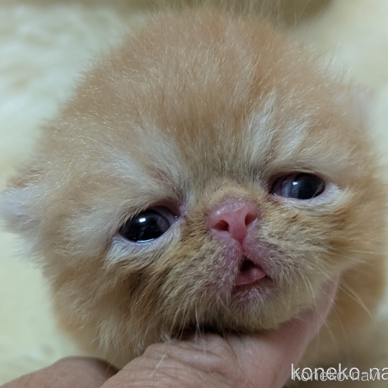 販売中の大阪府のエキゾチックショートヘア-122057