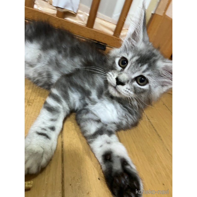 販売中の神奈川県のメインクーン-122063の1枚目