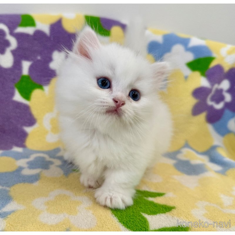 成約済の神奈川県のマンチカン(短足)-120356の2枚目