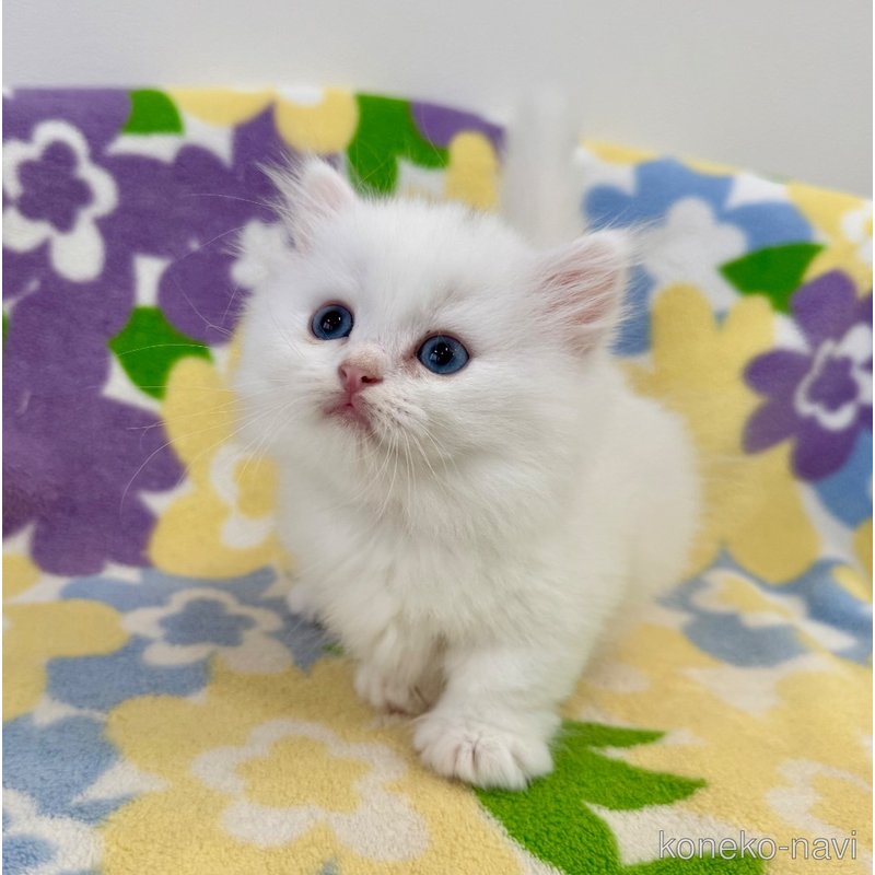 成約済の神奈川県のマンチカン(短足)-120356の4枚目