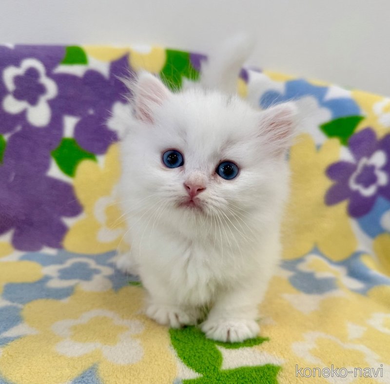 成約済の神奈川県のマンチカン(短足)-120356の3枚目