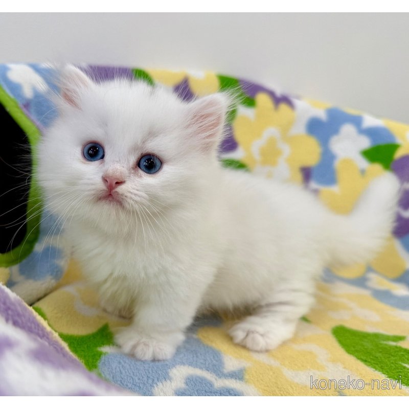 成約済の神奈川県のマンチカン(短足)-120356の5枚目