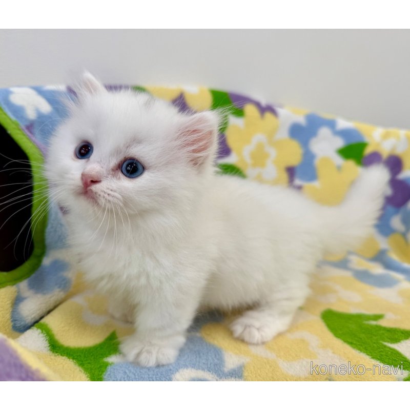 成約済の神奈川県のマンチカン(短足)-120356の6枚目