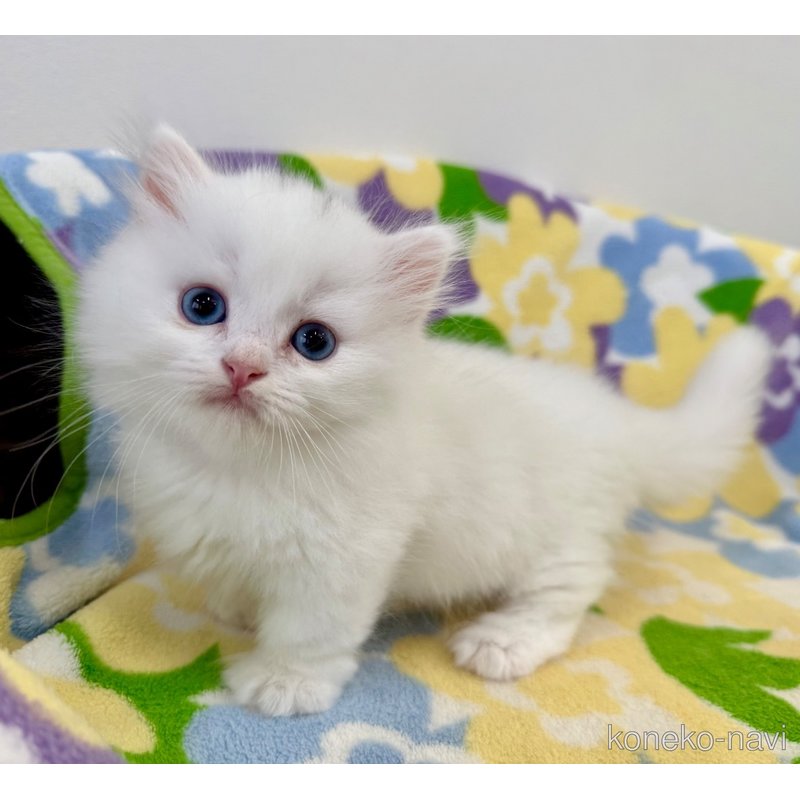 成約済の神奈川県のマンチカン(短足)-120356の8枚目