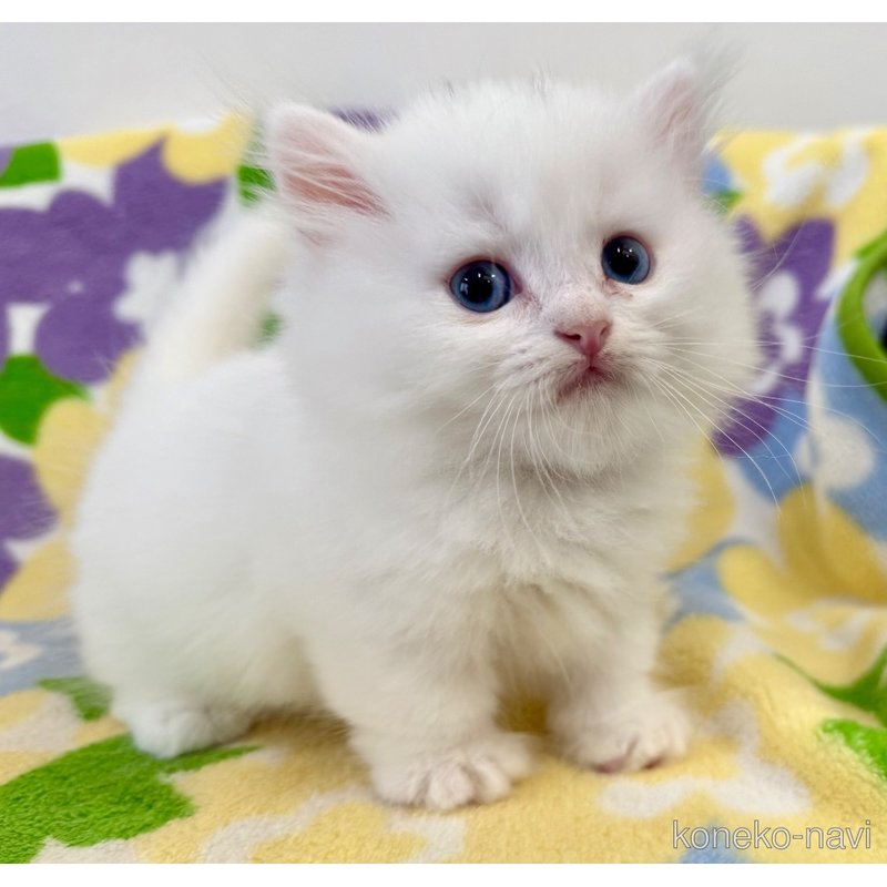 成約済の神奈川県のマンチカン(短足)-120356の7枚目