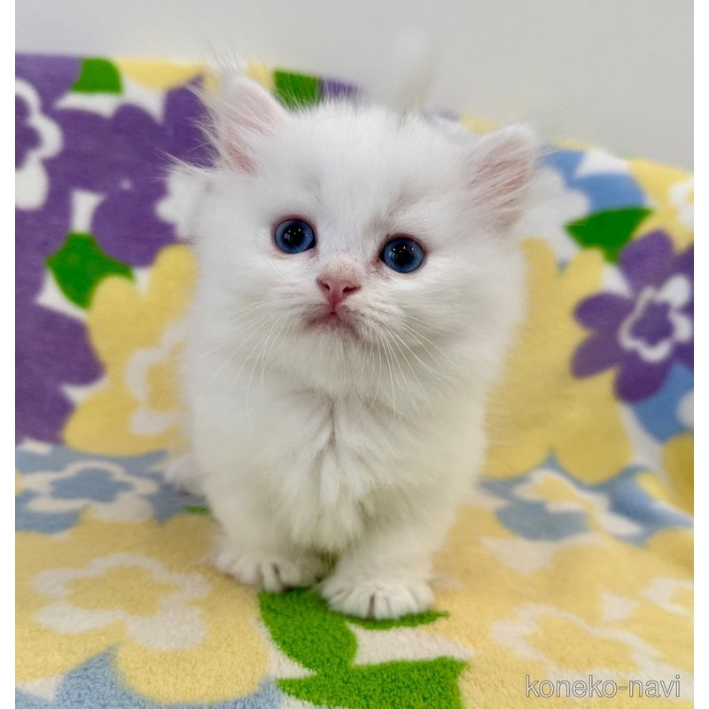 成約済の神奈川県のマンチカン(短足)-120356