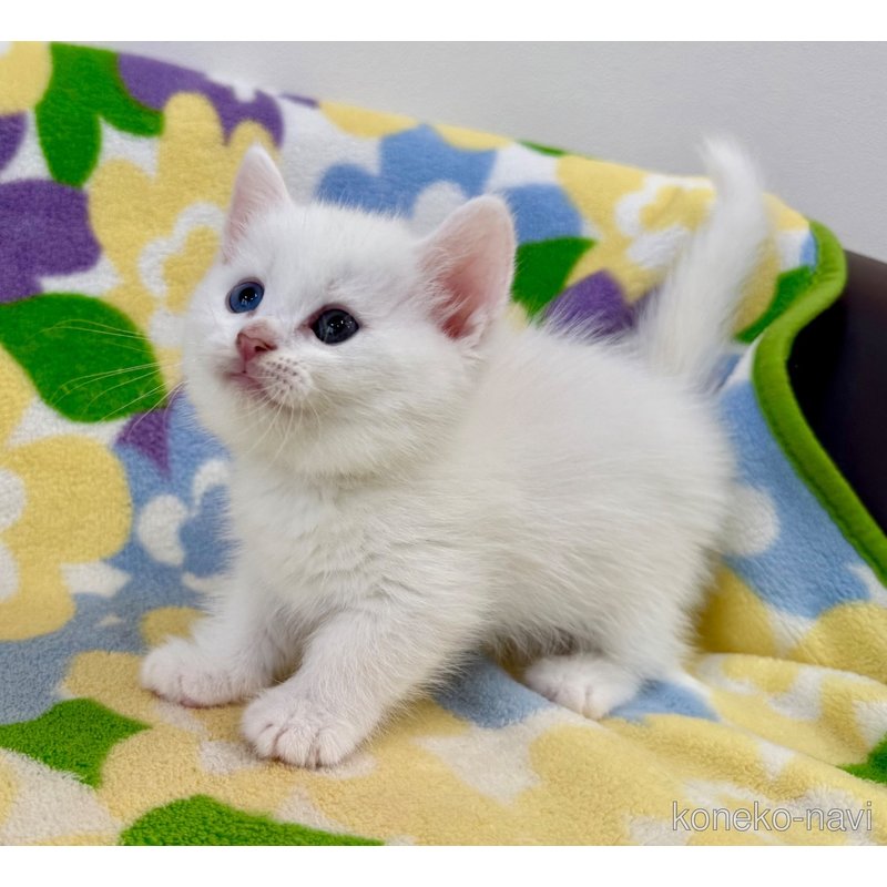 成約済の神奈川県のマンチカン(短足)-120360の3枚目