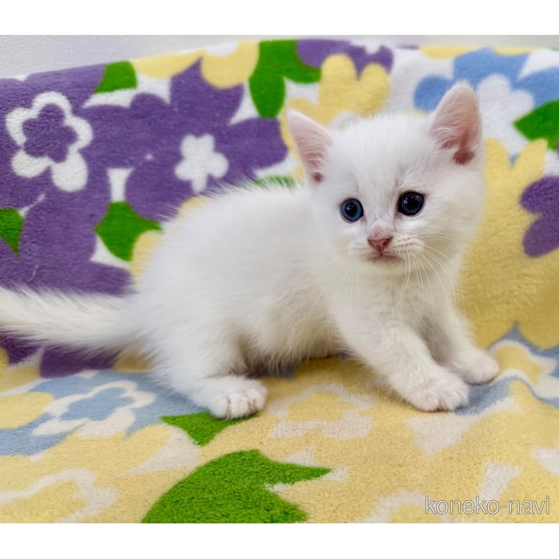 成約済の神奈川県のマンチカン(短足)-120360の2枚目
