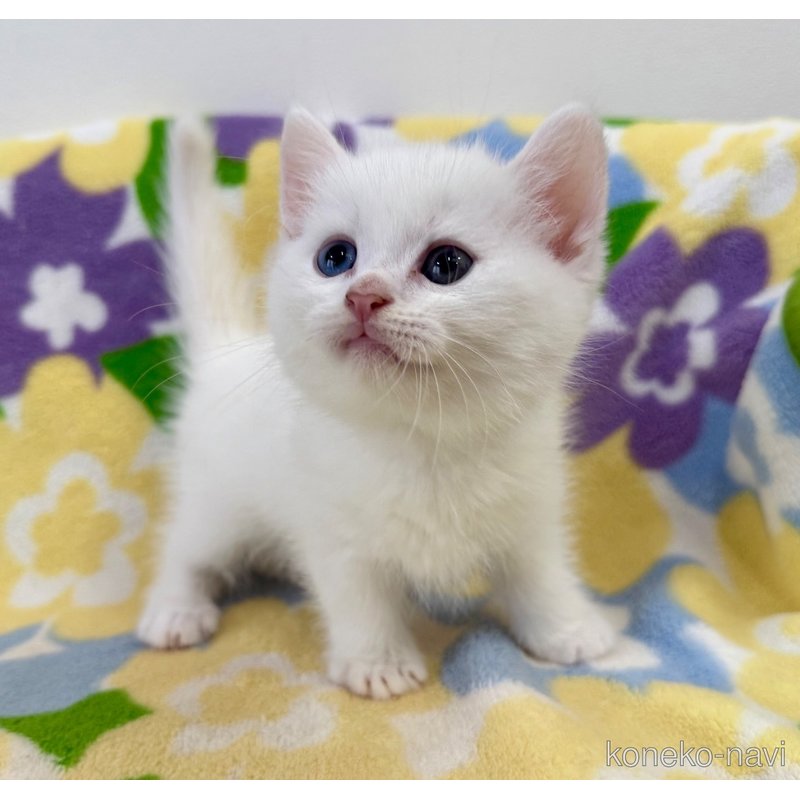 成約済の神奈川県のマンチカン(短足)-120360の4枚目
