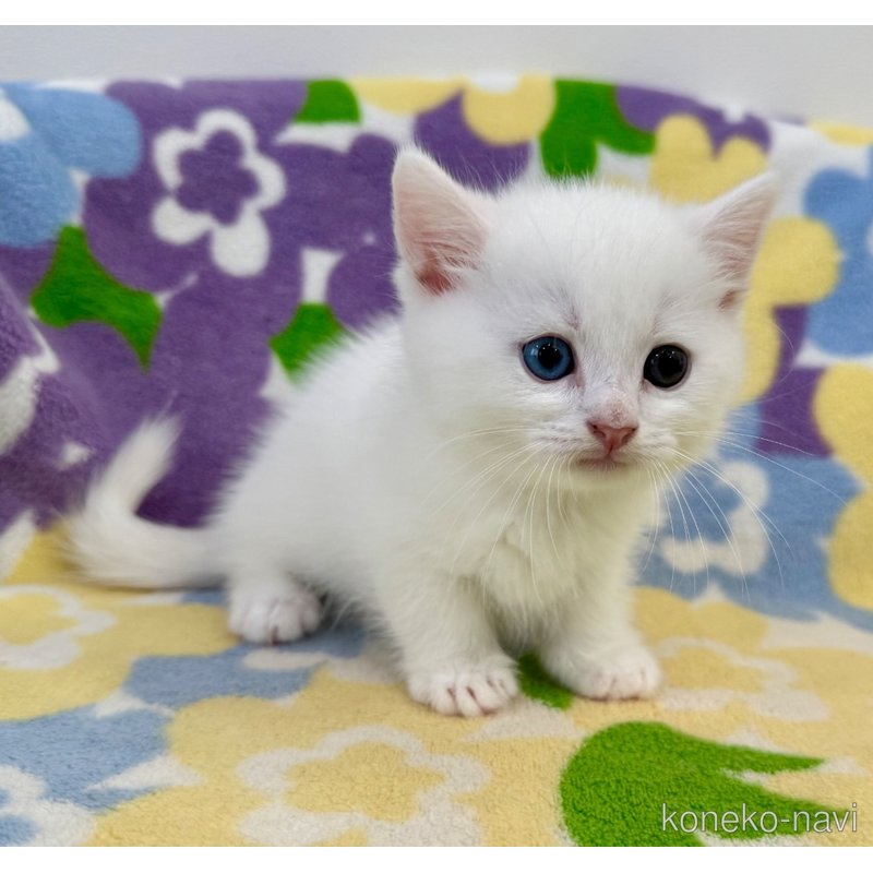 成約済の神奈川県のマンチカン(短足)-120360の5枚目