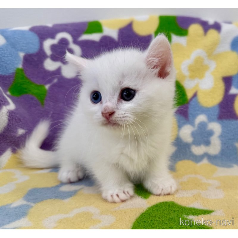 成約済の神奈川県のマンチカン(短足)-120360の7枚目