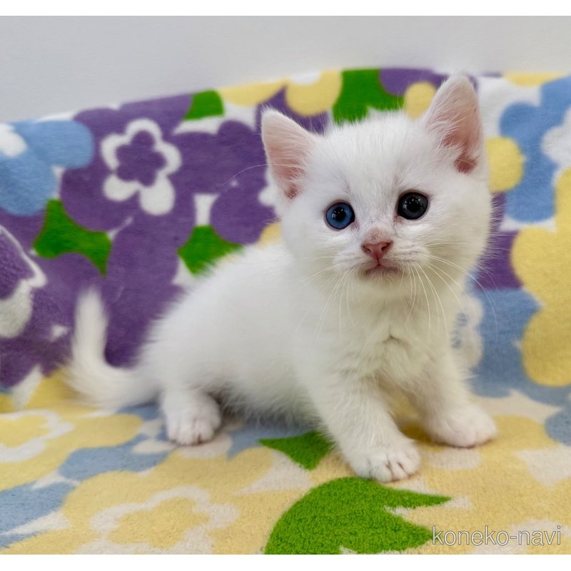 成約済の神奈川県のマンチカン(短足)-120360の6枚目