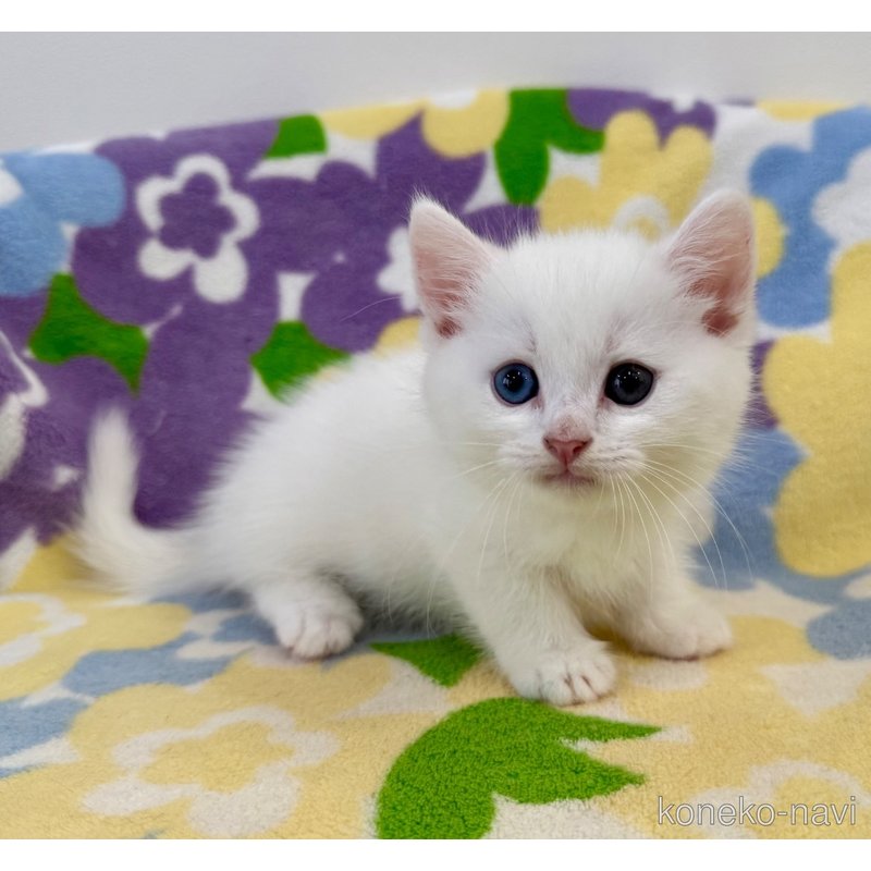 成約済の神奈川県のマンチカン(短足)-120360の8枚目