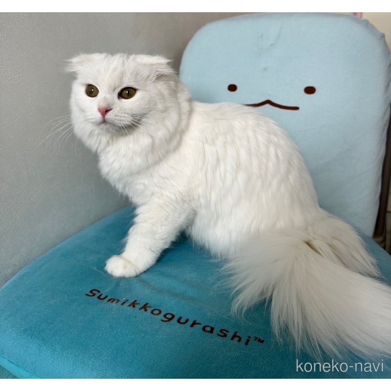 商談中の千葉県のマンチカン-108569