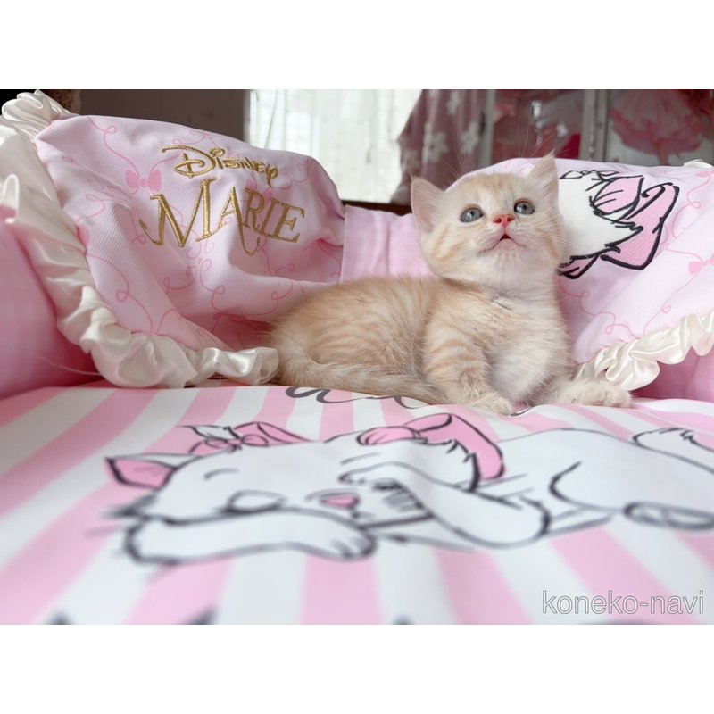 販売中の千葉県のマンチカン(短足)-122087の2枚目