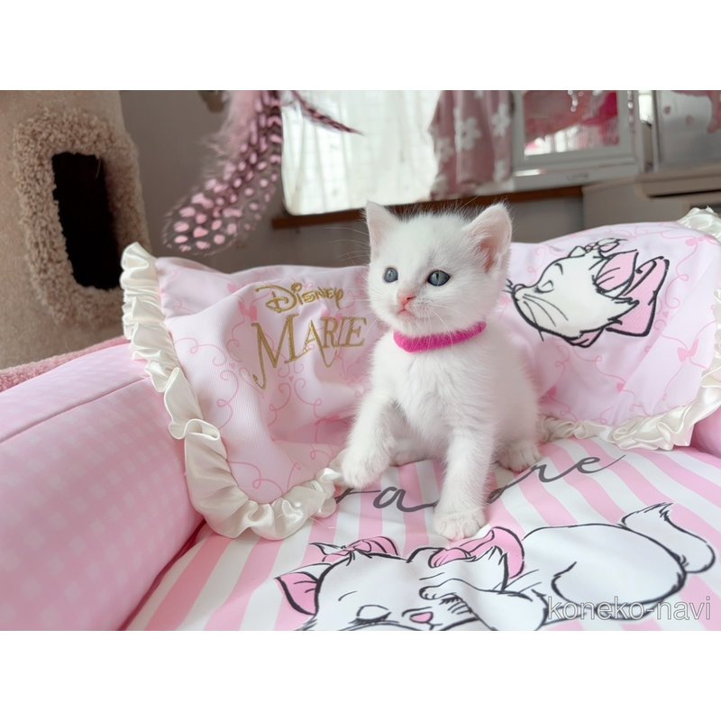 販売中の千葉県のマンチカン-122089の4枚目