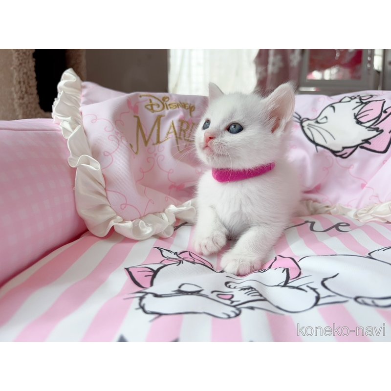 販売中の千葉県のマンチカン-122089の2枚目