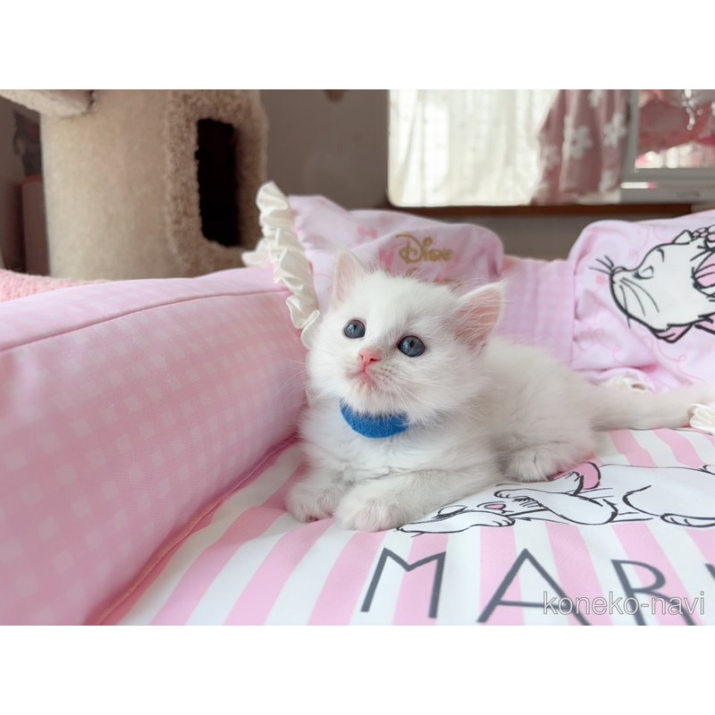 販売中の千葉県のマンチカン-122091の6枚目