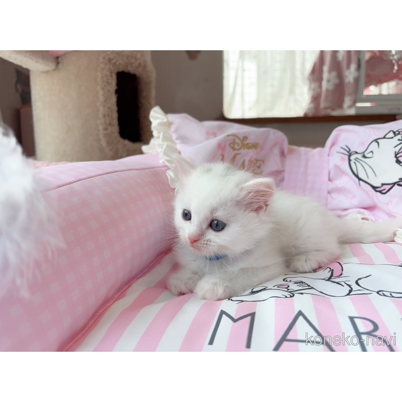 販売中の千葉県のマンチカン-122091の2枚目