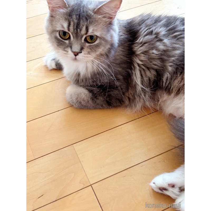 心結(ユイ)ちゃん1枚目