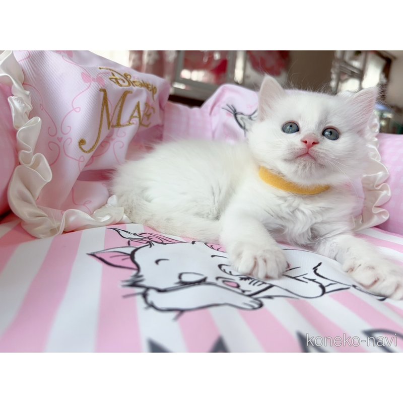 販売中の千葉県のマンチカン-122092の4枚目