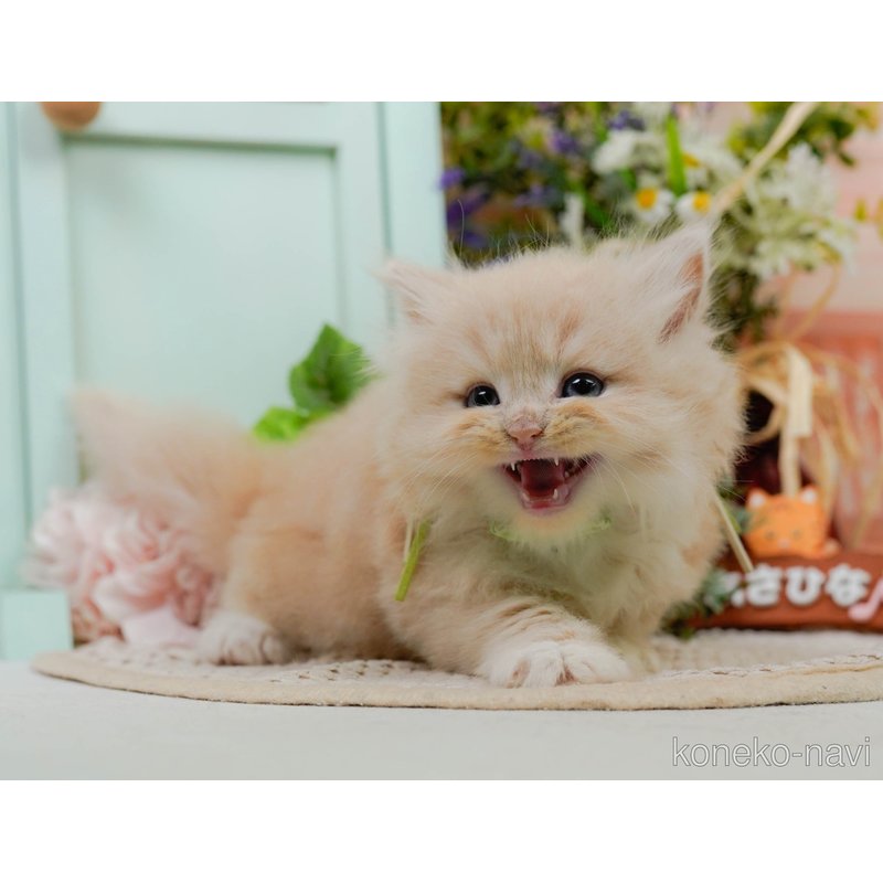 販売中の神奈川県のラガマフィン-122094の5枚目