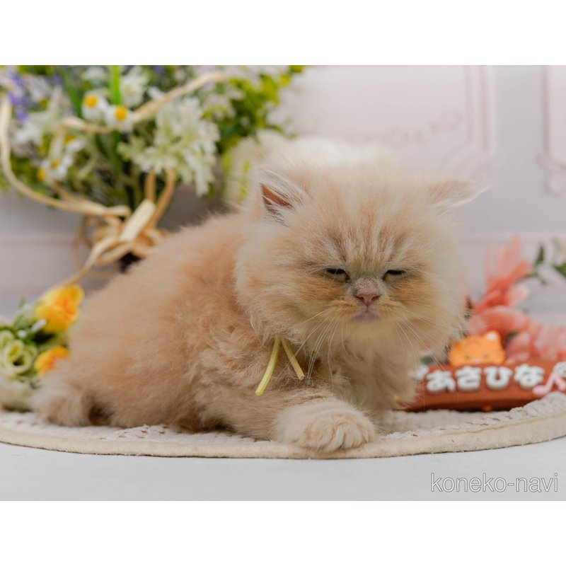 販売中の神奈川県のラガマフィン-122095の8枚目
