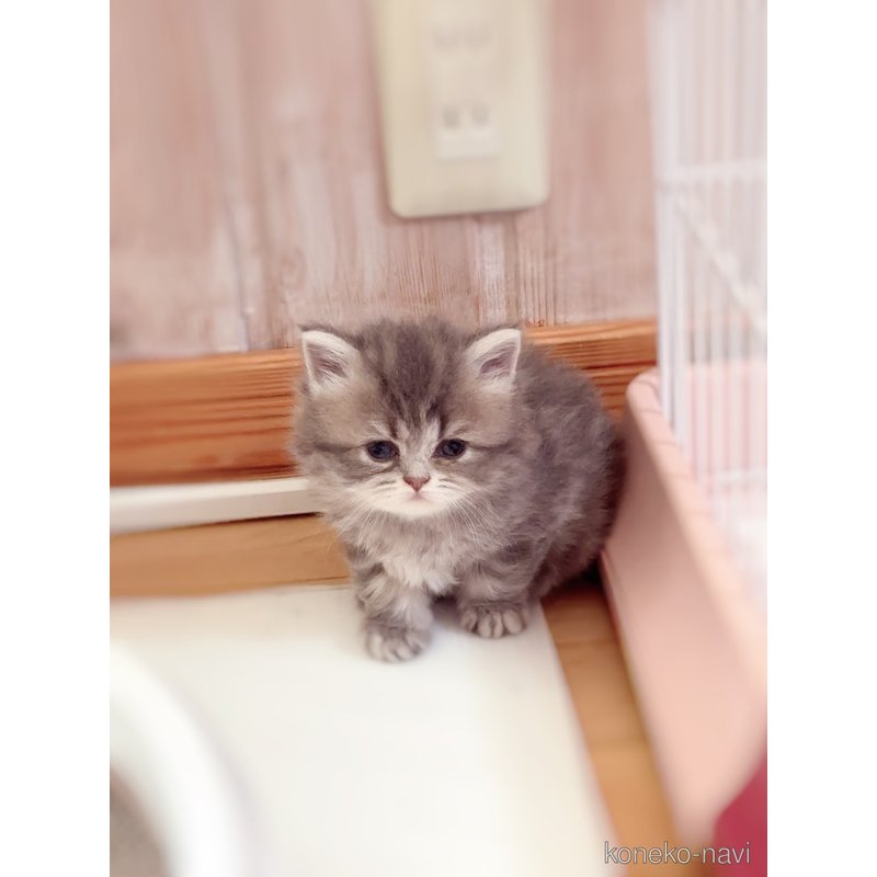 販売中の北海道のスコティッシュストレート-122082の2枚目