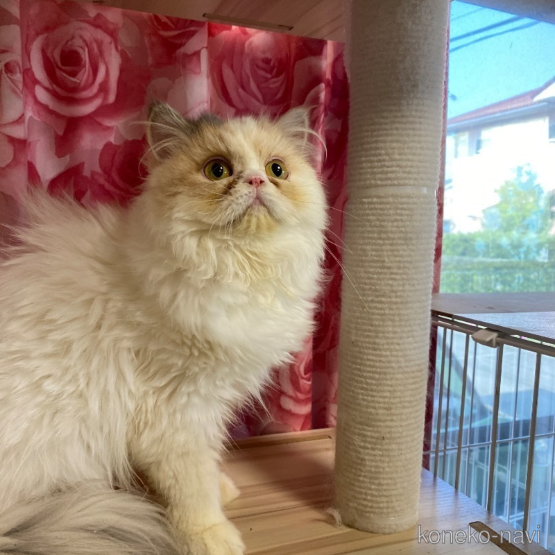 販売中の福岡県のエキゾチックロングヘア-117256