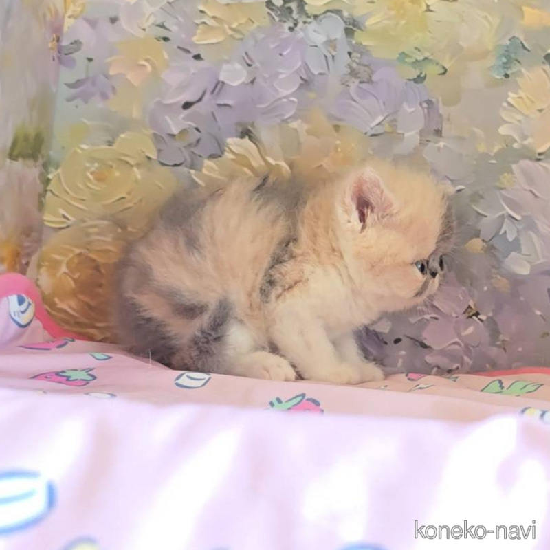 販売中の長野県のエキゾチックショートヘア-122122の3枚目