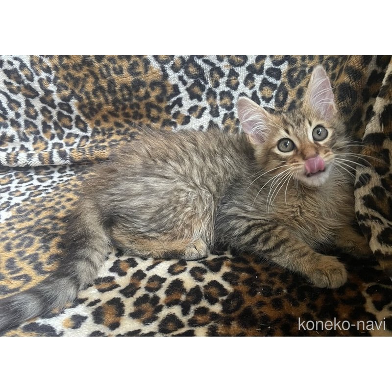 販売中の愛知県のサバンナキャット-122128の4枚目