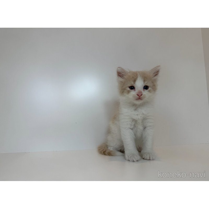 販売中の山口県のノルウェージャンフォレストキャット-122133の3枚目