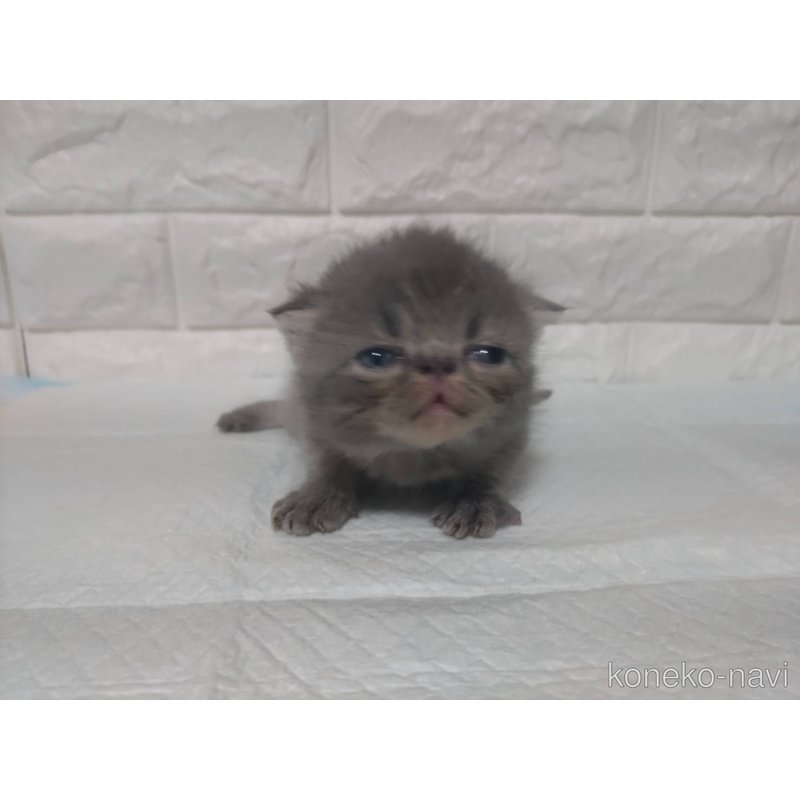 販売中の静岡県のエキゾチックショートヘア-122147の3枚目