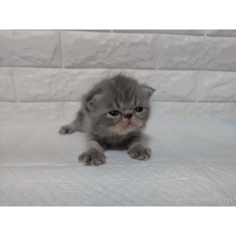 販売中の静岡県のエキゾチックショートヘア-122148の4枚目