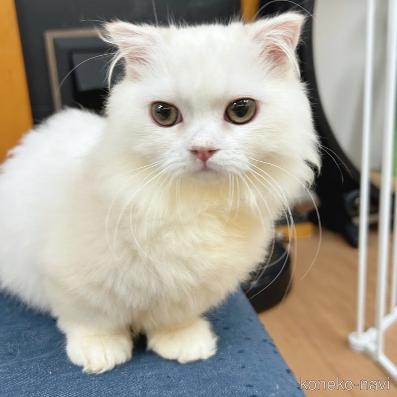 販売中の東京都のマンチカン(短足)-117491の7枚目