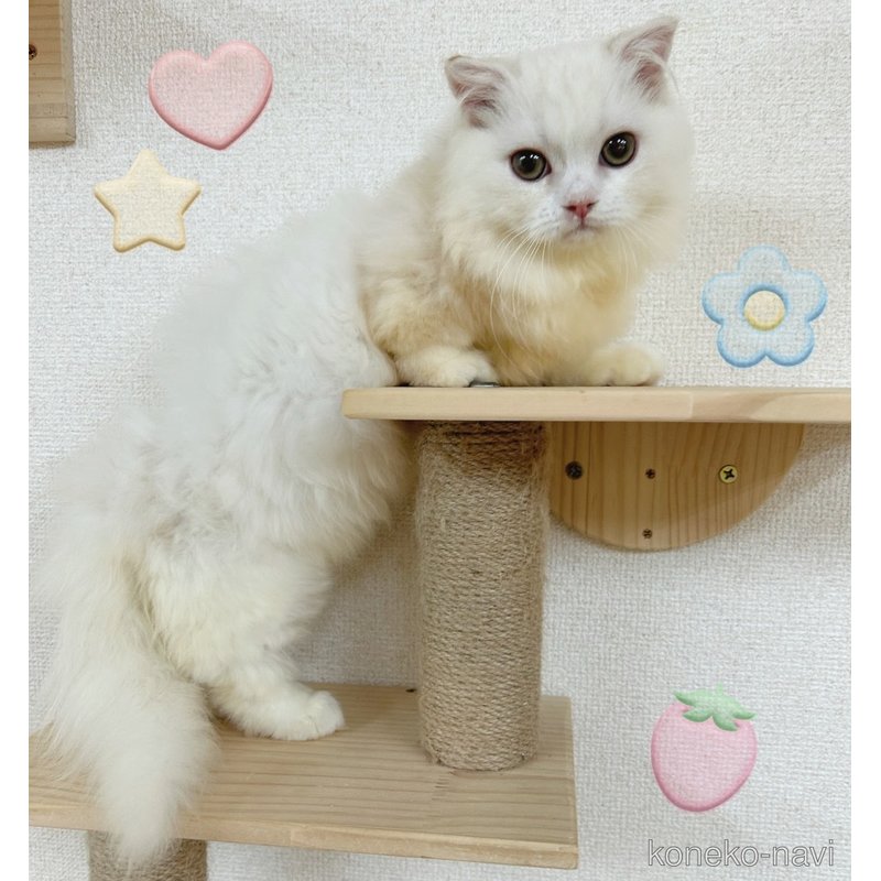 販売中の東京都のマンチカン(短足)-117491の2枚目