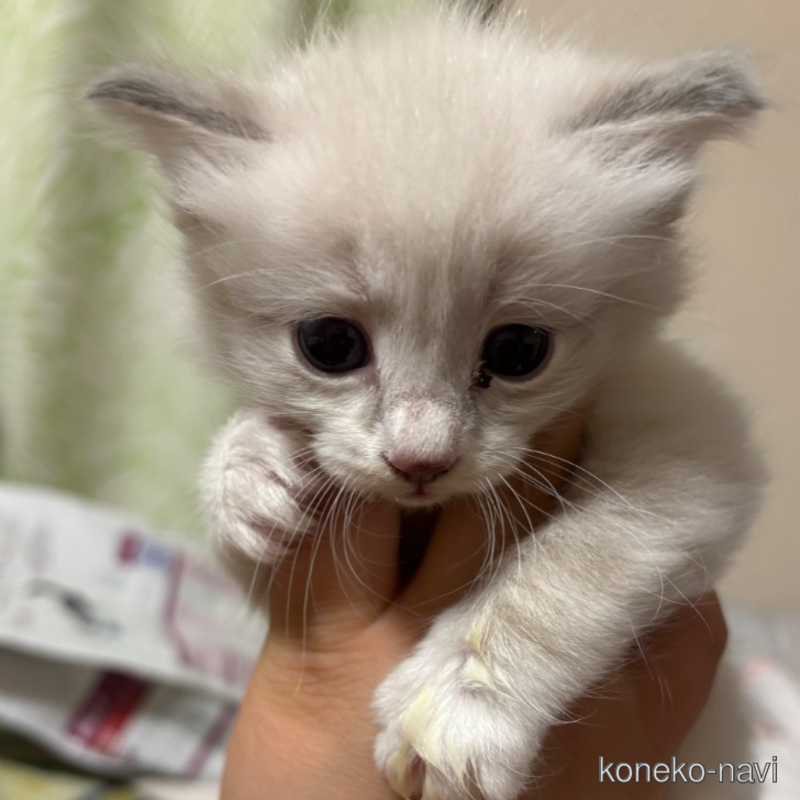 販売中の長野県のラグドール-122166の1枚目