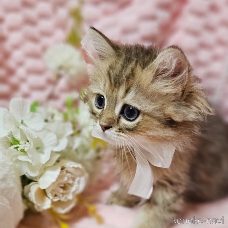 販売中の茨城県のペルシャ(チンチラ)-122174の6枚目