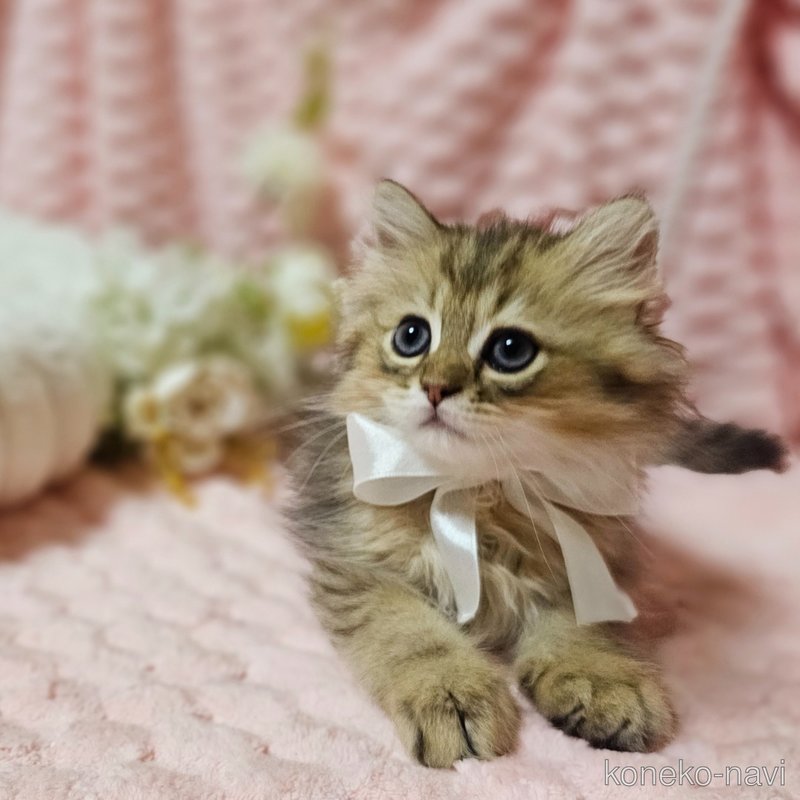 販売中の茨城県のペルシャ(チンチラ)-122174の5枚目