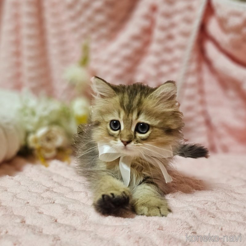 販売中の茨城県のペルシャ(チンチラ)-122174の4枚目