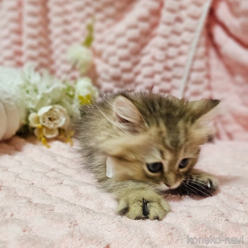 販売中の茨城県のペルシャ(チンチラ)-122174の2枚目