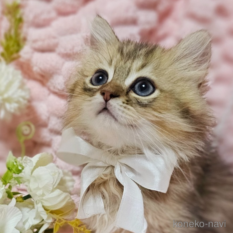 販売中の茨城県のペルシャ(チンチラ)-122174