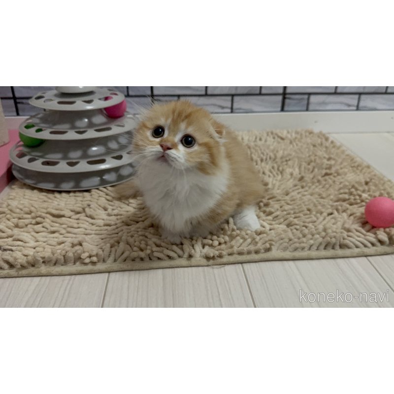販売中の福岡県のマンチカン(短足)-122200の3枚目