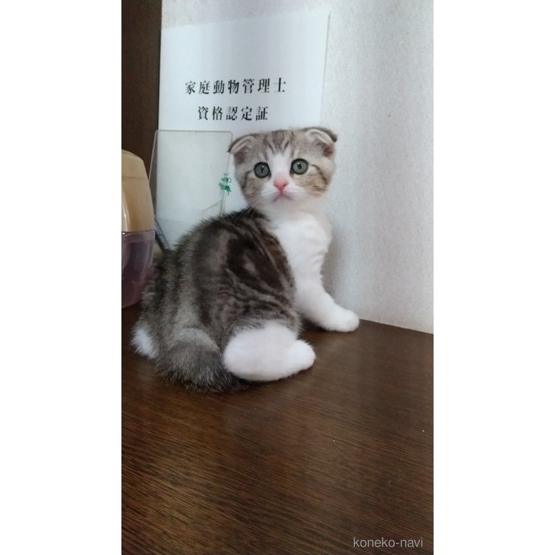 成約済の栃木県のスコティッシュフォールド-120148の3枚目