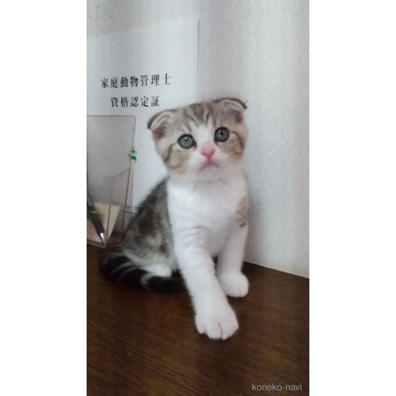 成約済の栃木県のスコティッシュフォールド-120148の2枚目