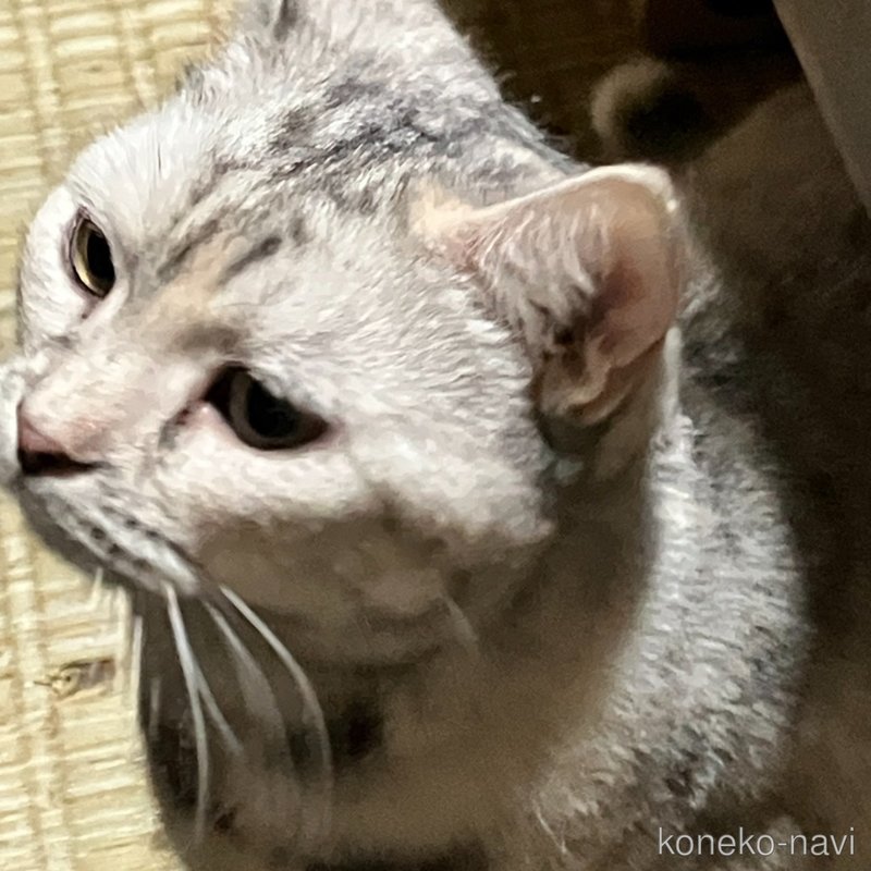 販売中の北海道のマンチカン(短足)-122271の4枚目
