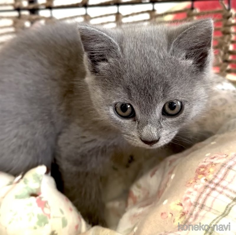 販売中の埼玉県のシャルトリュー-122276