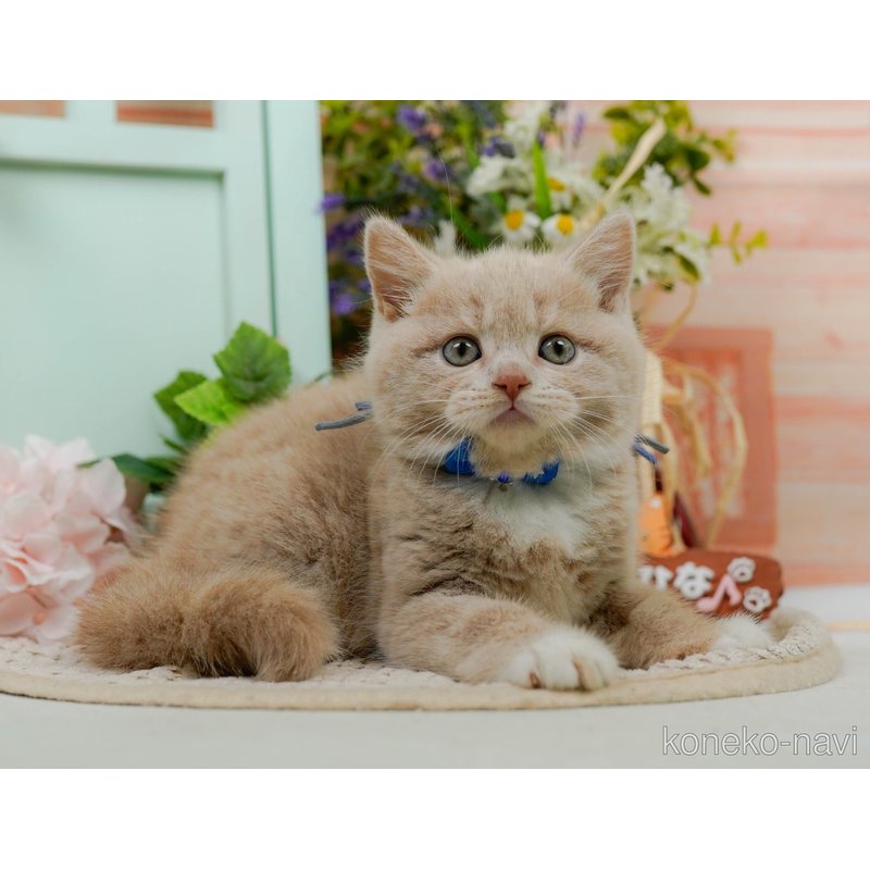 販売中の神奈川県のマンチカン-122280の10枚目