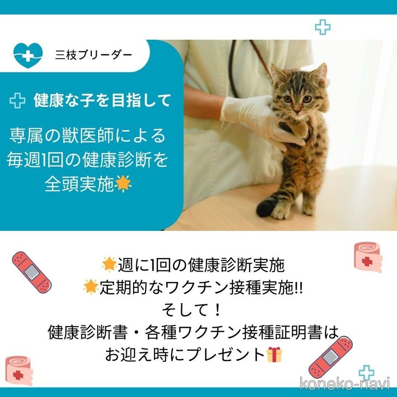 販売中の神奈川県のラガマフィン-122274の3枚目