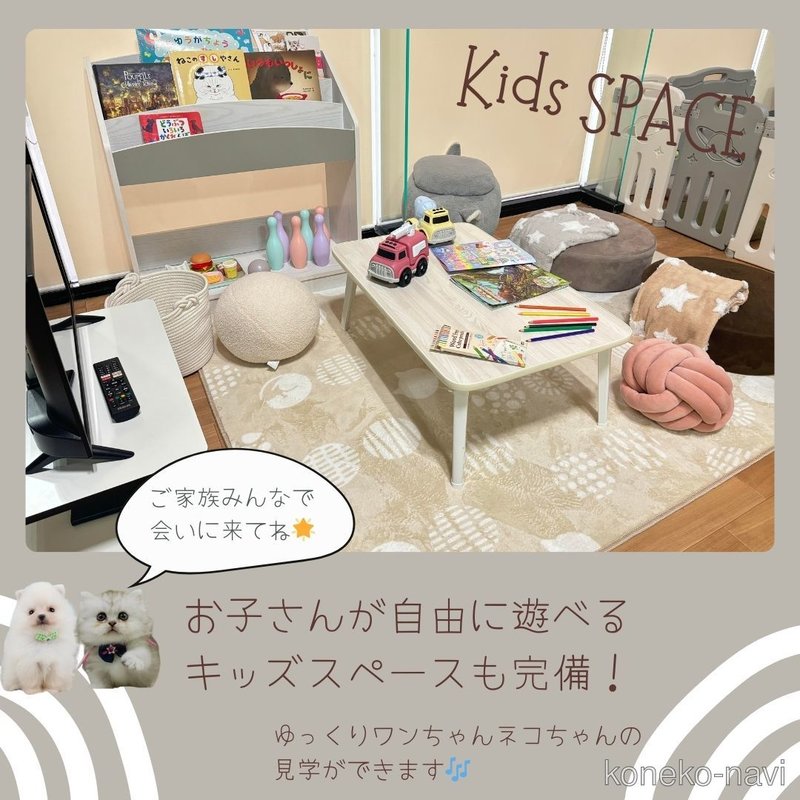 販売中の神奈川県のマンチカン-122280の4枚目